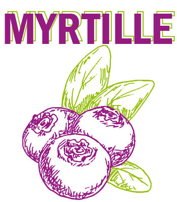 ARÁNDANOS-fruta-BLUEBERRY-MYRTILLE1 ARÁNDANOS-fruta-BLUEBERRY-MYRTILLE1